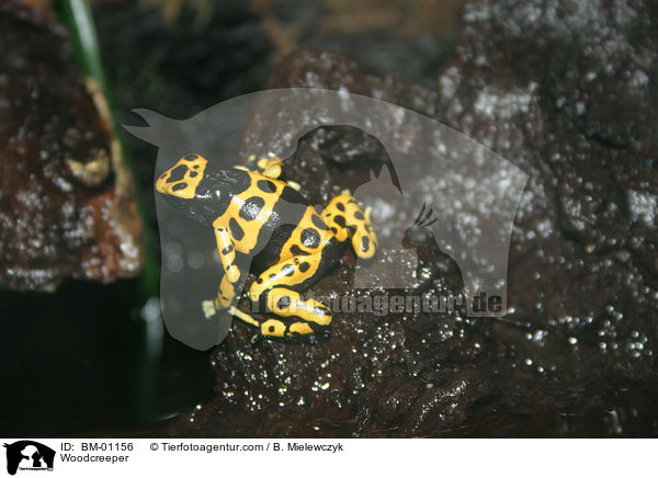 Gelbgebnderter Baumsteiger / Woodcreeper / BM-01156
