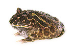 Chacoan horned frog