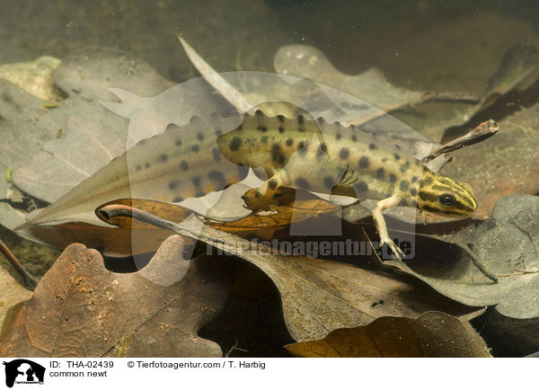 Teichmolch / common newt / THA-02439
