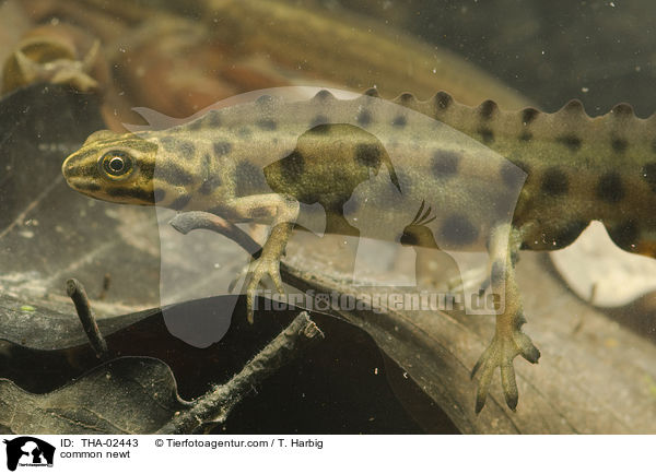 Teichmolch / common newt / THA-02443