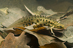 common newt