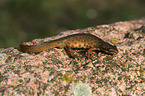 common newt