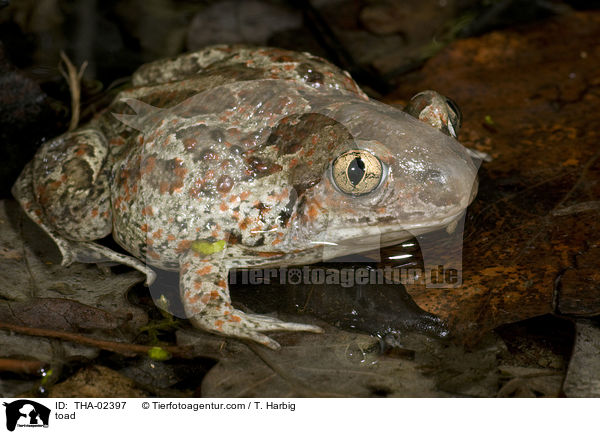 Knoblauchkrte / toad / THA-02397