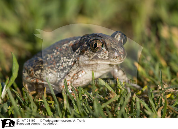 Knoblauchkrte / European common spadefoot / AT-01165