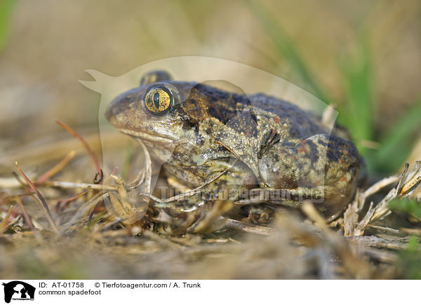 Knoblauchkrte / common spadefoot / AT-01758