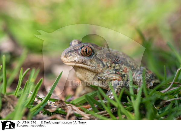 Knoblauchkrte / European spadefoot / AT-01976