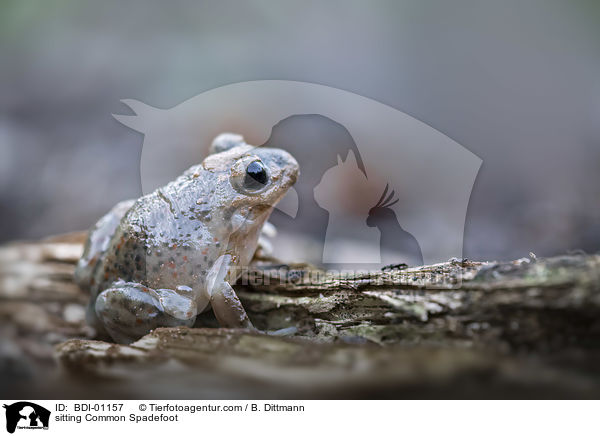 sitzende Knoblauchkrte / sitting Common Spadefoot / BDI-01157