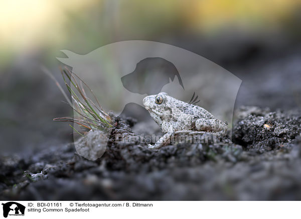 sitting Common Spadefoot / BDI-01161