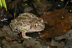 toad