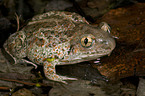 toad