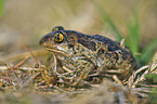 common spadefoot