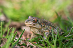 European spadefoot