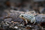 sitting Common Spadefoot
