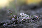 sitting Common Spadefoot
