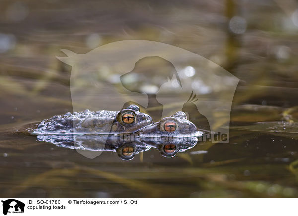 copulating toads / SO-01780