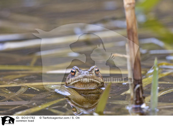 common toad / SO-01782