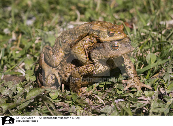 copulating toads / SO-02067