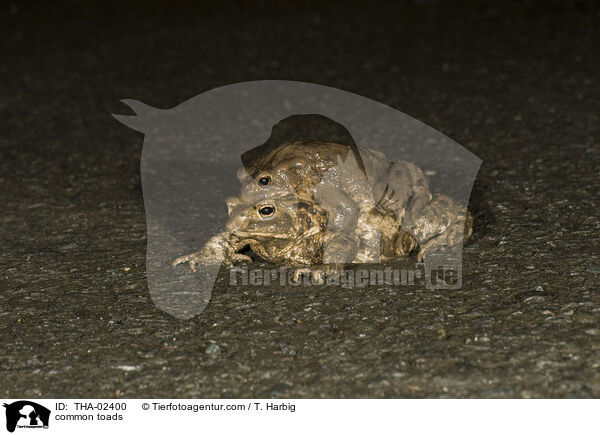 common toads / THA-02400