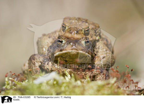 Erdkrten / toads / THA-03285