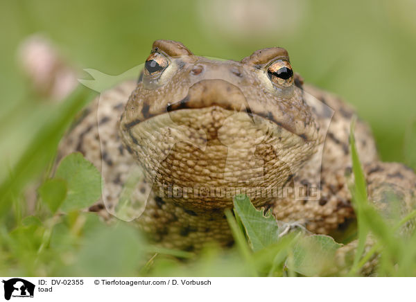 Erdkrte / toad / DV-02355