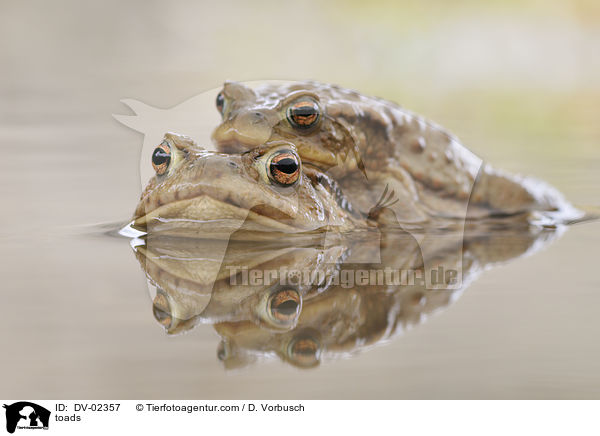 Erdkrten / toads / DV-02357