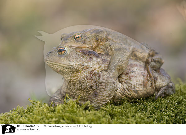 Erdkrten / common toads / THA-04182