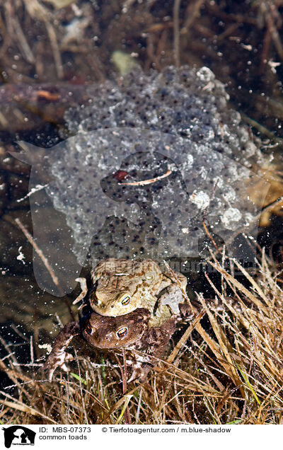 Erdkrten / common toads / MBS-07373