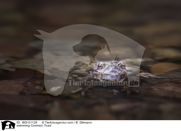 schwimmende Erdkrte / swimming Common Toad / BDI-01126