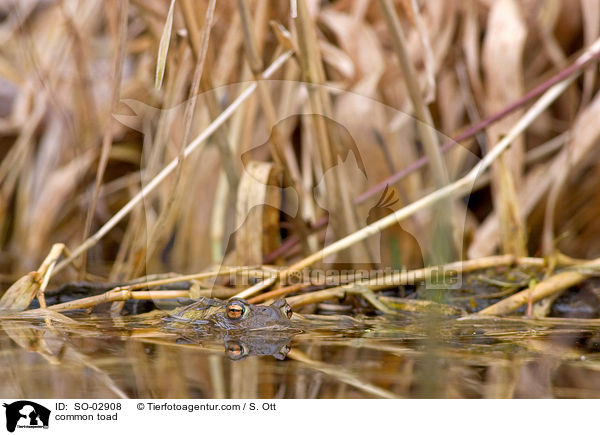 common toad / SO-02908