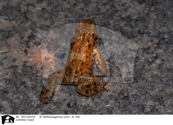 common toad / SO-02910