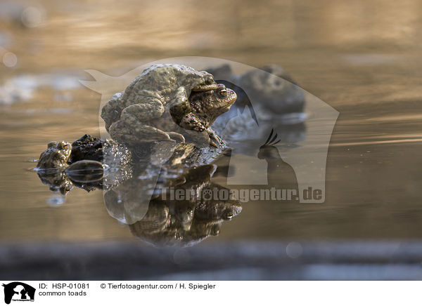 Erdkröten / common toads / HSP-01081