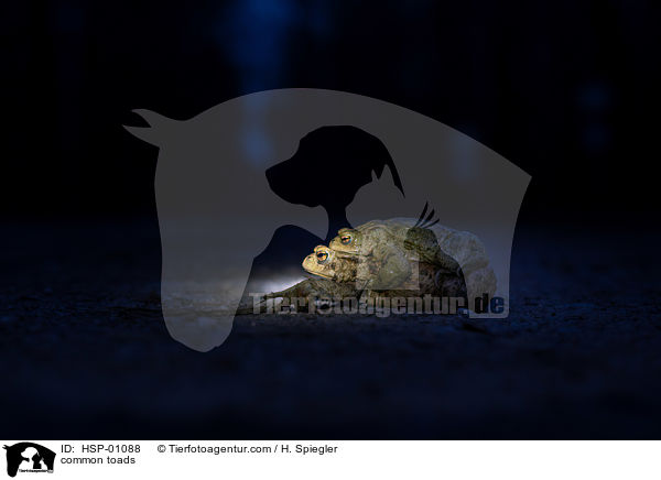 Erdkrten / common toads / HSP-01088