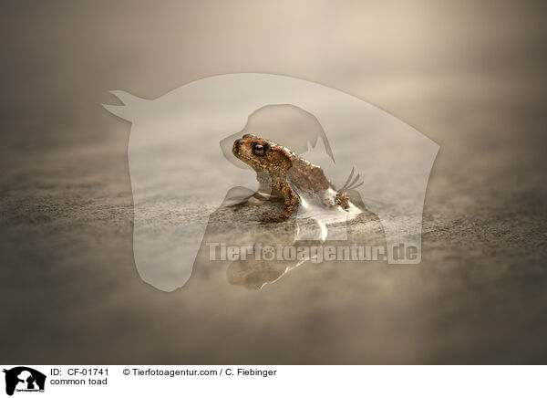 Erdkrte / common toad / CF-01741
