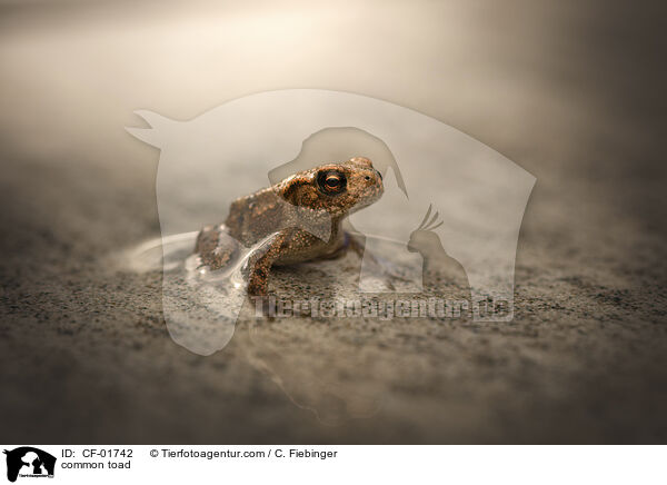 Erdkrte / common toad / CF-01742
