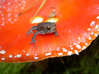 toad