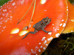toad