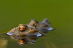 toad