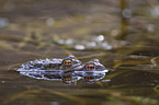 copulating toads