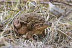 copulating toads