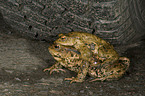 common toads