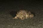 common toads