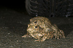 common toads