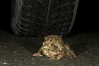 common toads