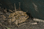 common toads