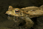 common toad