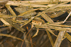 toad