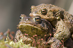 toads