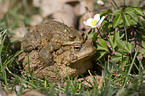 toads