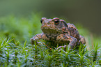 toad