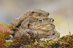 toads